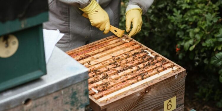 Będą targi dla pszczelarzy w Targach Kielce - Radio Kielce