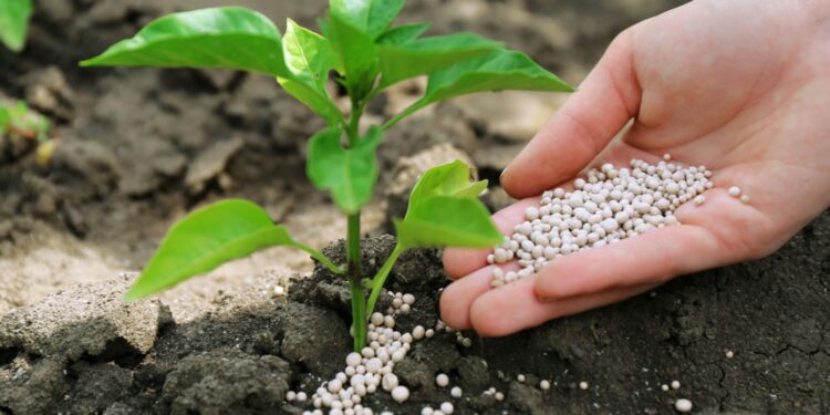 Fosfor w glebie / Fot. Canva