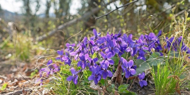 Rozkwitły fiołki leśne /Fot. Canva
