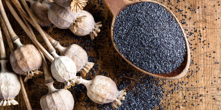 Mak uprawny / Fot. Canva