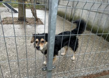24.03.2025. Kielce. Schronisko dla Bezdomnych Zwierząt w Kielcach / Fot. Iwona Murawska-Bujnowicz - Radio Kielce