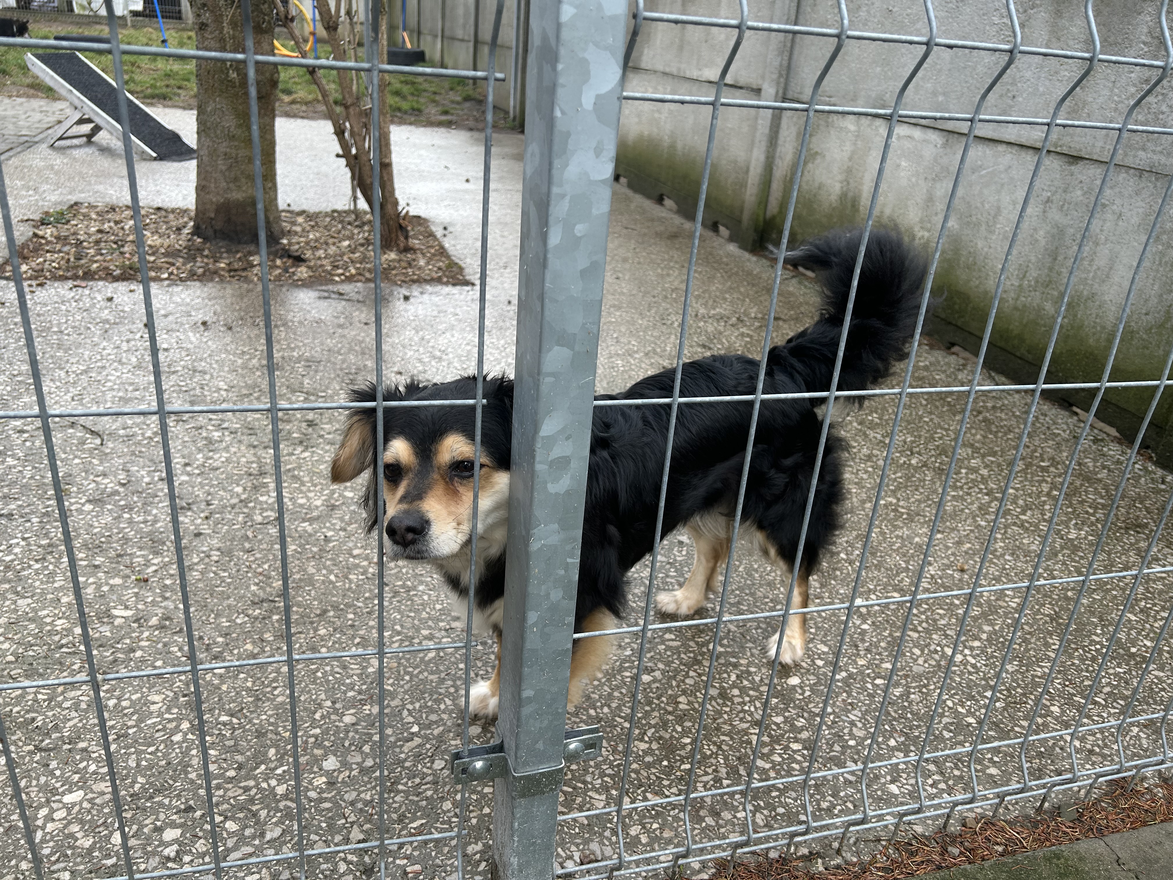 Schronisko apeluje o adopcję psów i kotów