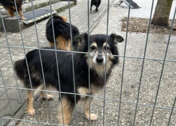 Nie będzie zmiany prowadzącego schronisko - Radio Kielce Nie będzie zmiany prowadzącego schronisko