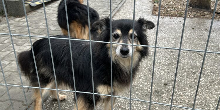 Nie będzie zmiany prowadzącego schronisko - Radio Kielce Nie będzie zmiany prowadzącego schronisko