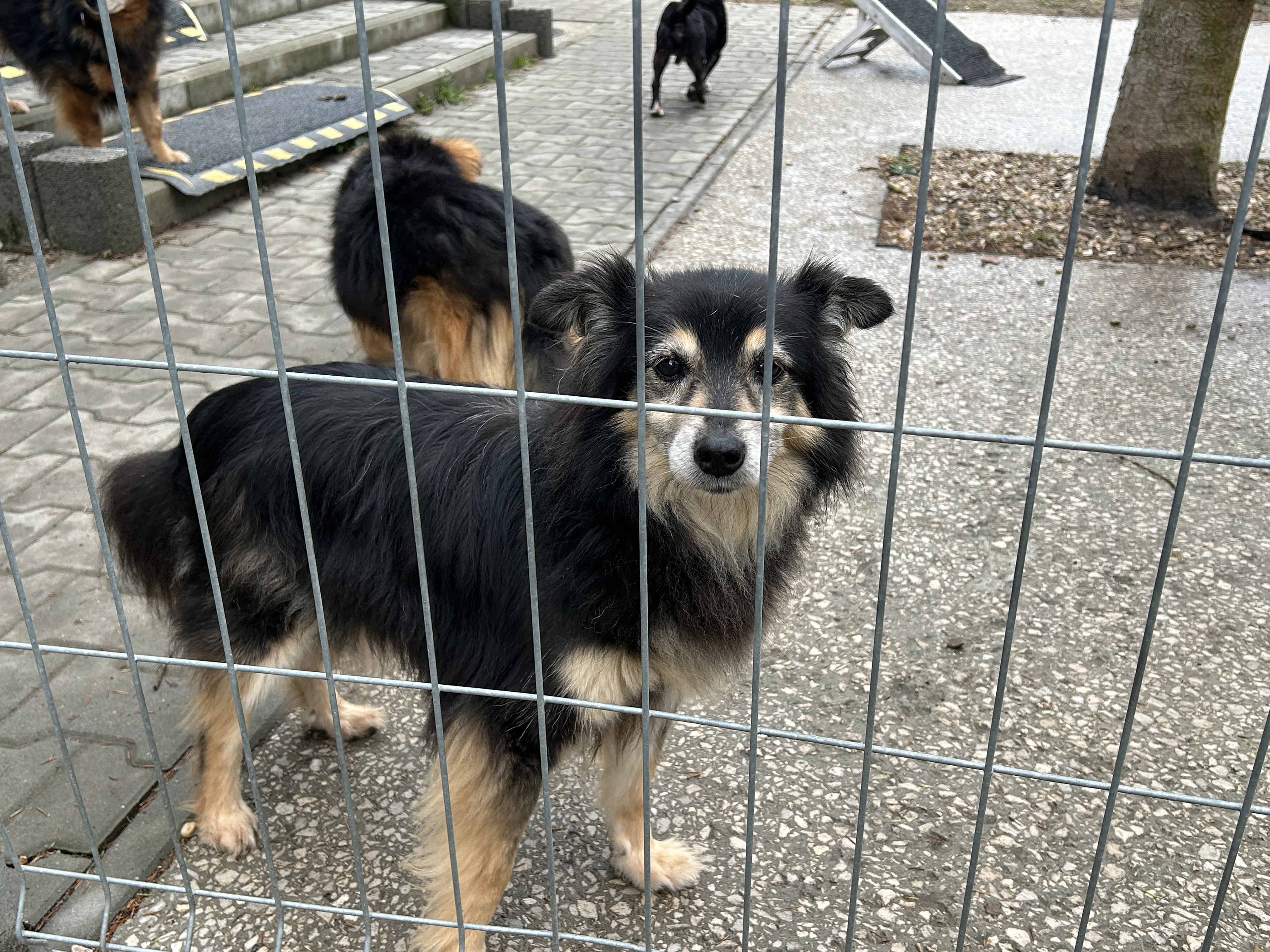 Nie będzie zmiany prowadzącego schronisko