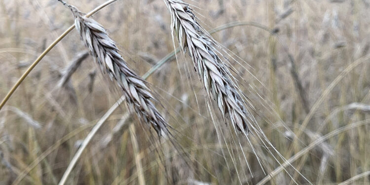 Siejemy mniej zbóż jarych. Dlaczego? - Radio Kielce Siejemy mniej zbóż jarych. Dlaczego? - Radio Kielce