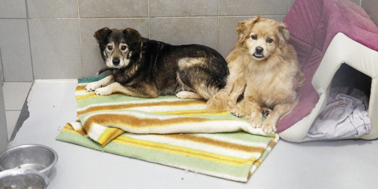 Każdy pies ma być zaczipowany