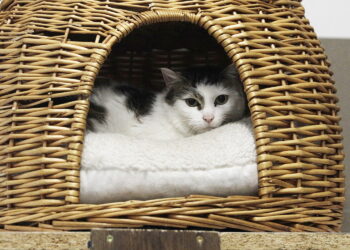 Gdzie udać się po pomoc dla zwierzęcia w porze nocnej?