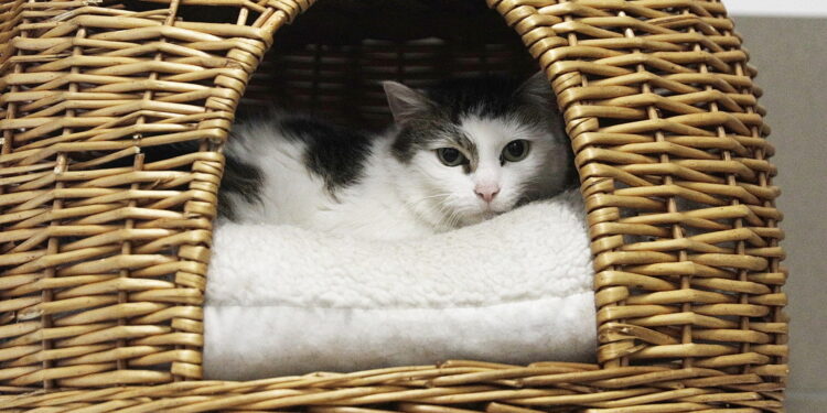 Gdzie udać się po pomoc dla zwierzęcia w porze nocnej?