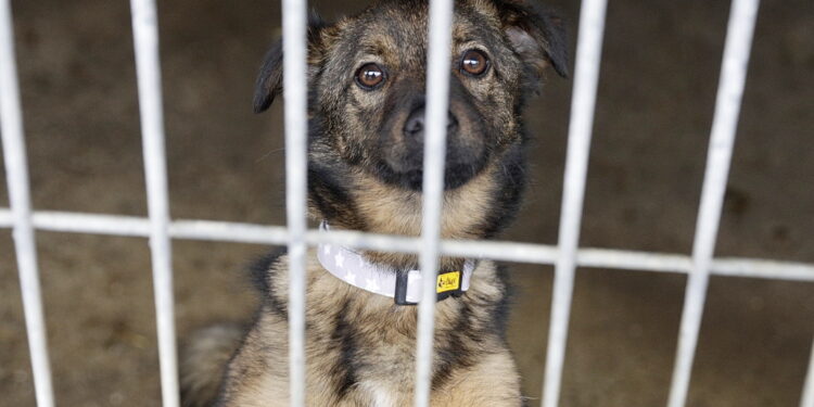 Zmieniają się przepisy w sprawie minimalnych warunków w schroniskach