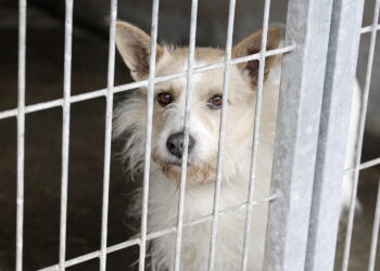 Jak wyglądał 2025 rok w kieleckim schronisku dla zwierząt?