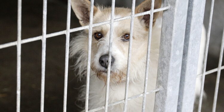 Jak wyglądał 2025 rok w kieleckim schronisku dla zwierząt?