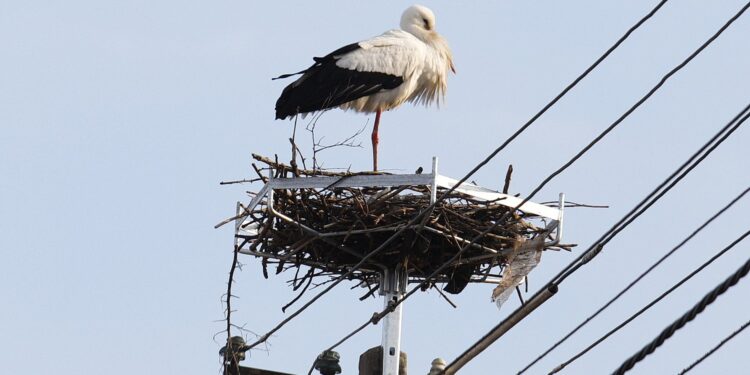 Już lecą bociany - Radio Kielce