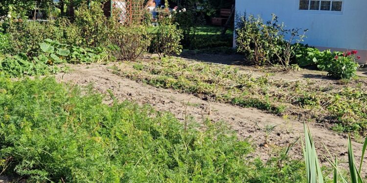 Marzec na działce – co, ile i na jakich grządkach uprawiać? - Radio Kielce Marzec na działce – co, ile i na jakich grządkach uprawiać? - Radio Kielce