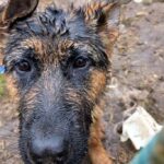 Fot. Policja Świętokrzyska