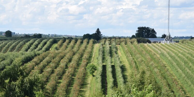 Rolnictwo węglowe dla żyzności gleby - Radio Kielce