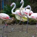 Lisów. Zoo Leśne Zacisze / Fot. Zoo Leśne Zacisze