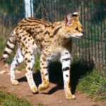 Lisów. Zoo Leśne Zacisze / Fot. Zoo Leśne Zacisze