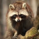 Lisów. Zoo Leśne Zacisze / Fot. Zoo Leśne Zacisze