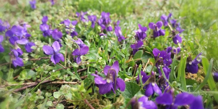 Kwiecień co deszczem rosi, wiele owoców przynosi / Fot. Aleksandra Kwaśniewska - Radio Kielce