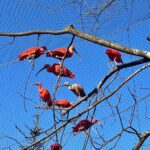 Lisów. Zoo Leśne Zacisze. Ibis szkarłatny / Fot. Zoo Leśne Zacisze