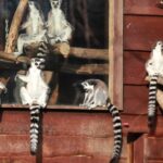 Lisów. Zoo Leśne Zacisze / Fot. Zoo Leśne Zacisze