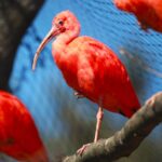 Lisów. Zoo Leśne Zacisze. Ibis szkarłatny / Fot. Zoo Leśne Zacisze
