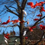 Lisów. Zoo Leśne Zacisze. Ibis szkarłatny / Fot. Zoo Leśne Zacisze