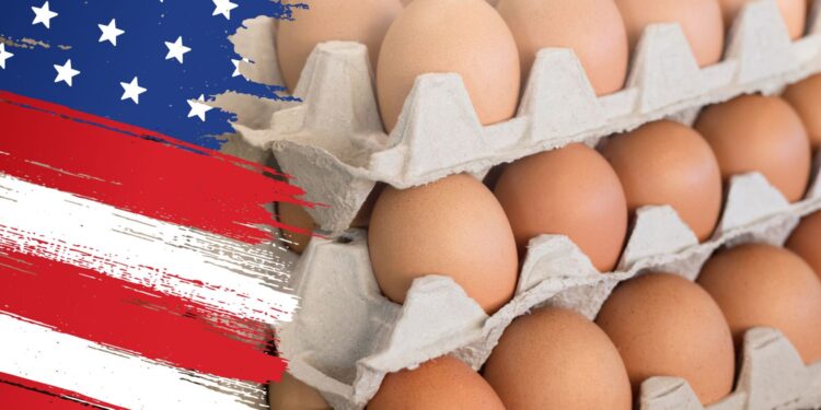 Stany Zjednoczone zwróciły się w marcu do polskich i litewskich hodowców drobiu o eksport jajek / Fot. Canva