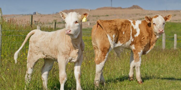 Ile dostają nasi rolnicy za zwierzęta rzeźne? - Radio Kielce Zwierzęta hodowlane, cielęta / Fot. Canva