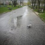 18.04.2025. Kielce. Deptak na os. Świętokrzyskim Broadway / /Fot. Jarosław Kubalski - Radio Kielce