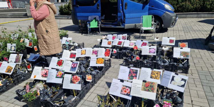 Roże to moja miłość! - Radio Kielce Roże to moja miłość! - Radio Kielce