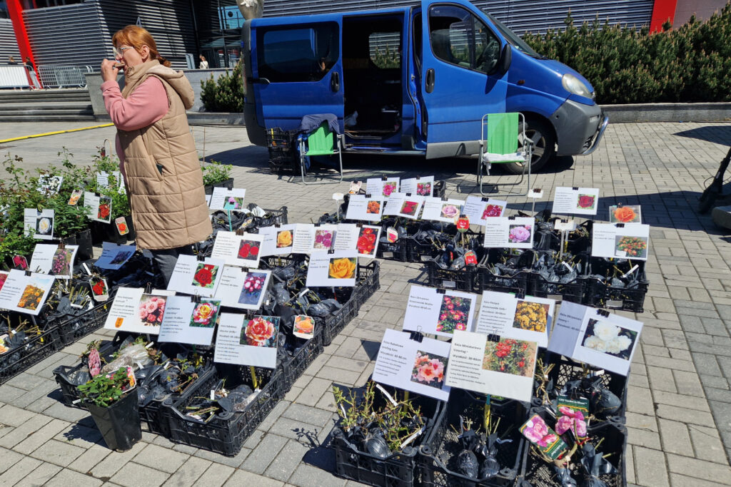 Roże to moja miłość! 2 Na stoisku Wacława Słaby podczas targów Dom, Ogród i Ty w Kielcach. / Fot. Marzena Smoręda - Radio Kielce
