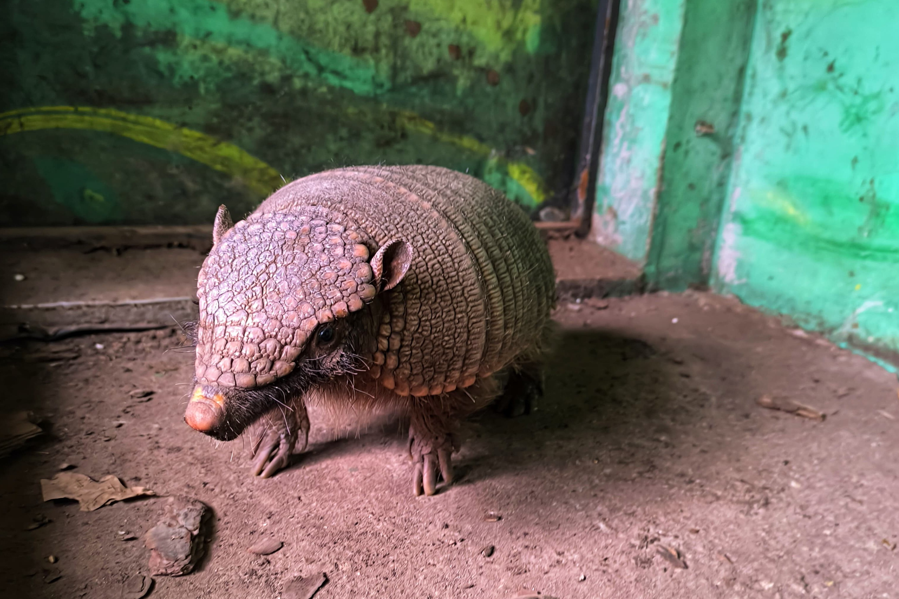 Nowi mieszkańcy zoo w Lisowie