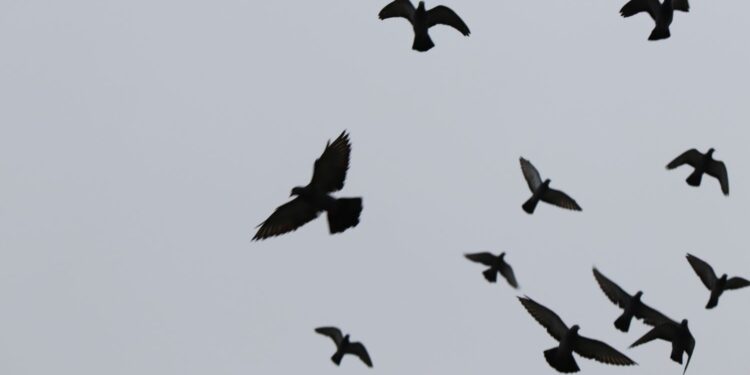 Przemysł drobiarski na cenzurowanym - Radio Kielce Przemysł drobiarski na cenzurowanym - Radio Kielce