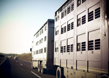 Nie wykryto wirusa pryszczycy w transportach ze Słowacji - Radio Kielce