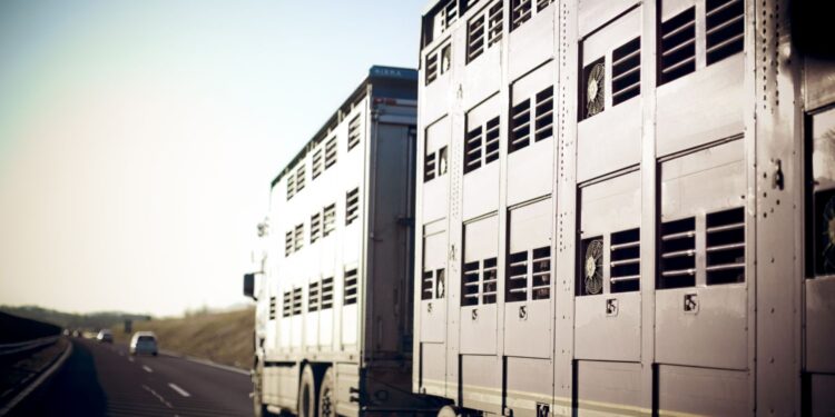 Nie wykryto wirusa pryszczycy w transportach ze Słowacji - Radio Kielce