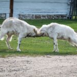 Fot. Muzeum Wsi Kieleckiej