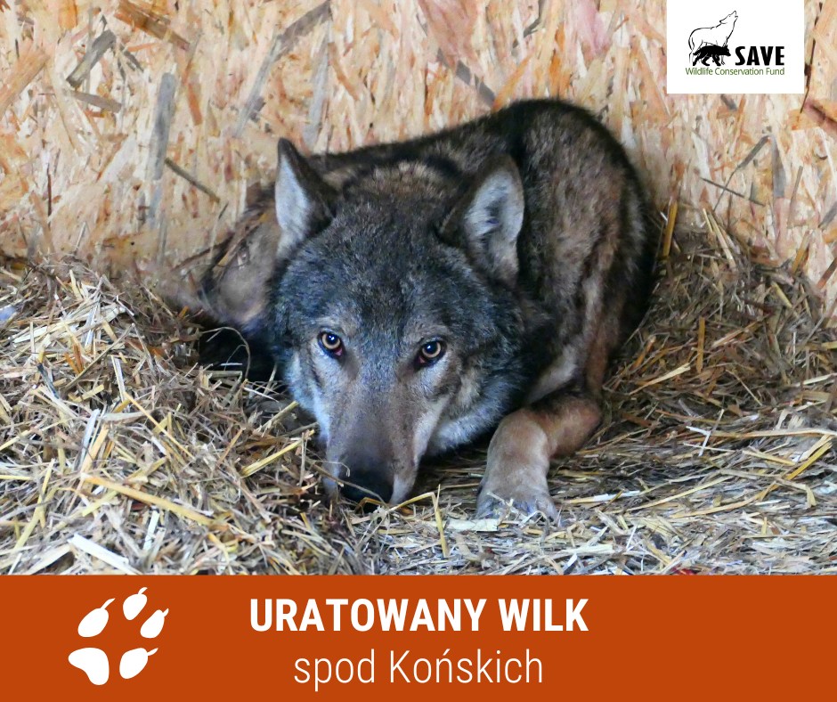 Dlaczego nocami nad Kamienną wyją wilki? - Radio Kielce Dlaczego nocami nad Kamienną wyją wilki? - Radio Kielce