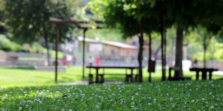 Łąki i pasy kwiatowe wspierają uprawy - Radio Kielce