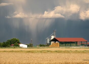 Rolnicy w UE tracą średnio 28,3 mld euro rocznie z powodu ekstremalnych zjawisk pogodowych / Fot. Canva