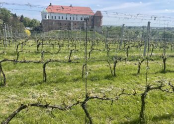 Rozpoczęły się Dni Otwartych Winnic