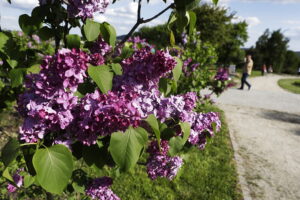 Kolorowa majówka w Ogrodzie Botanicznym - Radio Kielce