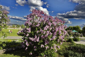 Kolorowa majówka w Ogrodzie Botanicznym