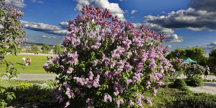 Kolorowa majówka w Ogrodzie Botanicznym
