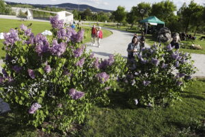 Kolorowa majówka w Ogrodzie Botanicznym - Radio Kielce