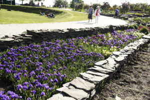 Kolorowa majówka w Ogrodzie Botanicznym