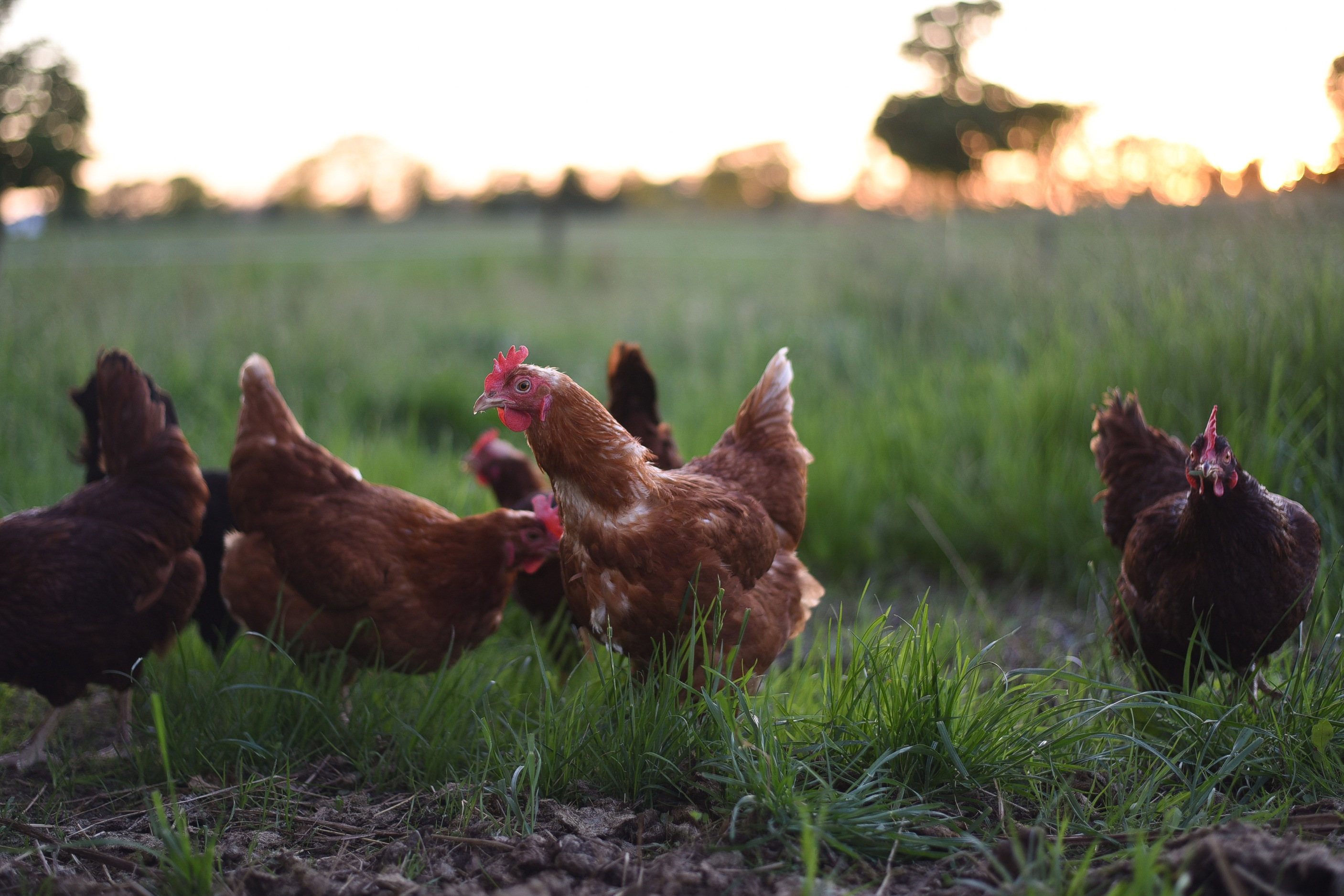 Drugie ognisko choroby „Newcastle”. Restrykcje te same