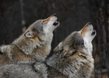 Dlaczego nocami nad Kamienną wyją wilki?