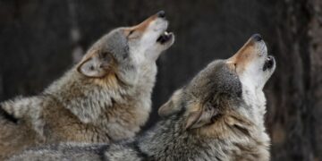 Wilki zagryzły psy w podkieleckiej wsi